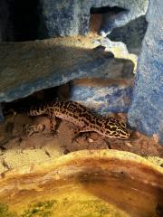 5 Leoparden Geckos Weibchen mit Terrarium