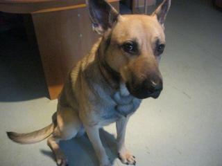 Schaferhund Mix, 2 Jahre alt