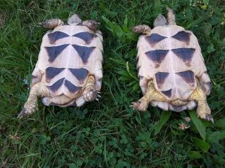 1, 1 Breitrandschildkröten NZ 012