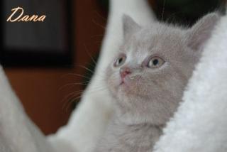 Süße BKH Kitten suchen Kuschelpersonal