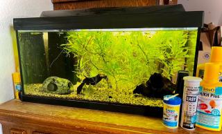 Aquarium mit Guppys und Garnelen inklusive Futter Zubehör