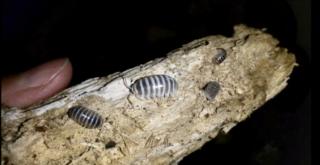 Zebrarollasseln Armadillidium Maculatum Chocolate Asseln Bodenpolizei für Terrarium