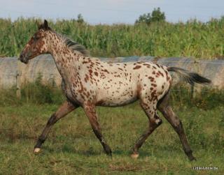 Knabstrupper x Trakehner Vielseitigkeitspferd