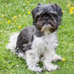 SIR BOBBY - männlich 5 Jahre 30 cm 6. 7 kg Shih Tzu Gechipt Kastriert