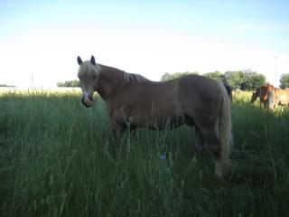 Haflinger, Wallach, 11 Jahre, 149 cm Stkm