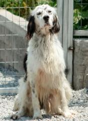 Etien - der English Setter -Mix musste nach einem Bandscheibenvorfall mühsam wi