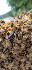 Ableger Bienenvölker Bienen Jungvölker Carnica Zander