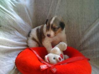 Colliewelpen mit Papieren