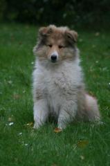Colliewelpen, VDH-Pap.