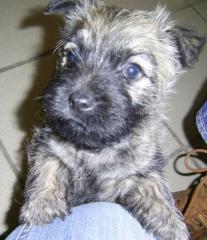 Cairn-Terrier Welpen abzugeben