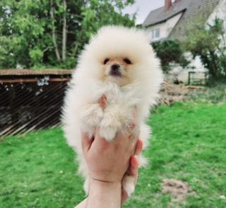 Zwergspitz/ Pomeranian