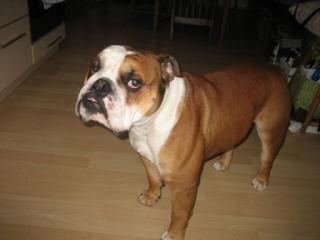 Englische Bulldogge sucht Hündin zum Decken