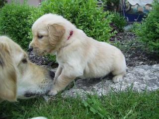 Wurfankündigung Sommer 2021 wir planen einen neuen letzten Wurf Golden Retrie