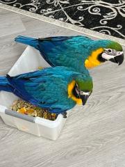 2 Junge Gelbbrustara papageien zu verkaufen