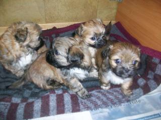 Mischling welpen Shi -Tzu yorky edel mix