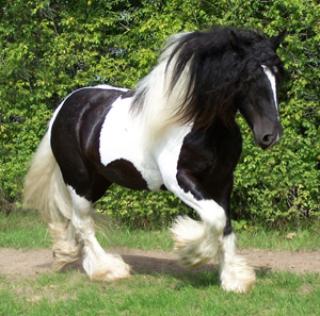 Irish Tinker stute und Hengst- 5-7 Jahre- 148cm- Falbe