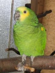 Gelbwangenamazonen