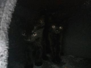 Ich biete Katzen an