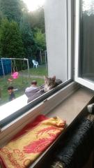 Kater abzugeben