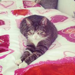Ältere liebe Freigänger Hauskatze