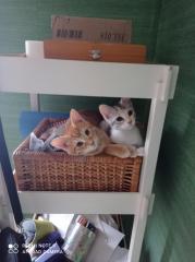 Katzen Familie sucht ein Zuhause auf Lebenszeit