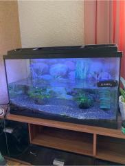 Aquarium mit Zubehör