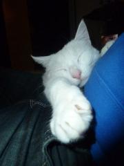 Kater Knut sucht ein zu Hause