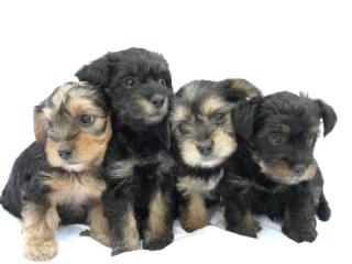 Yorkshire Babys suchen neues Zuhause