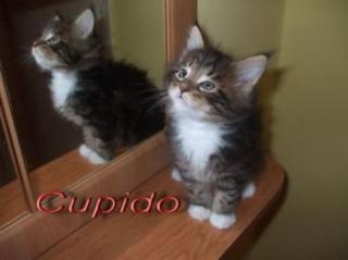 Maine Coon Kitten mit Papiere und Gesundgarantie