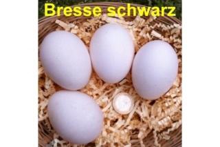 BRESSE schwarz, Bruteier, seltene Hühnerrasse