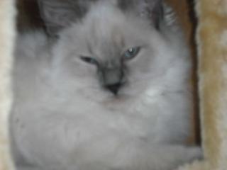Ragdoll Mädchen