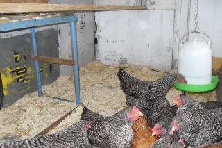 Verkaufe 9 Stück Blausperber Hennen und ein Isarbraun Huhn 2 Jahre