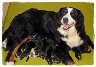 Unsere Sonntagskinder - Berner Sennenhund Welpen