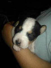 Jack Russell Welpe Rüde Jacky sucht neue liebevolle Familie oder Menschen fürs L