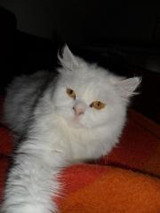 Katze abzugeben