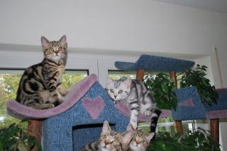 Kater in golden tabby classic sofort abzugeben