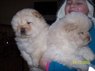 CHOW - CHOW