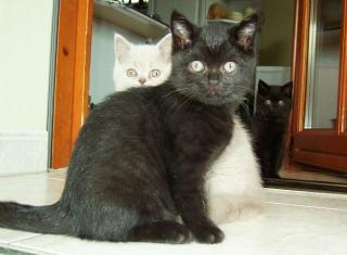 Super süße Britisch-Kurzhaar-Katzenbabys BKH abzugeben