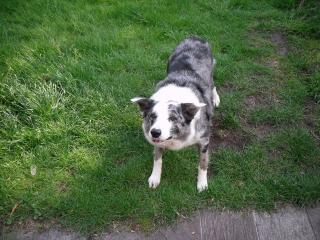 Liebevoller Border Collie abzugeben