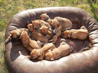 10 Rhodesian Ridgeback Welpen suchen ein Zu Hause