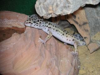 Leopardgeckos aus Hobbyzucht abzugeben
