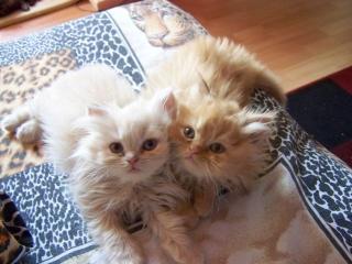 Perserbabys