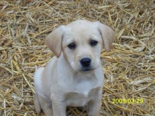 Labrador Welpe Hündin