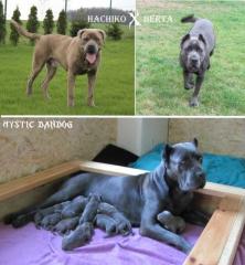 American Bandogge Mastiff