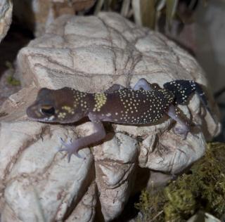 Jim Knopfschwanzgecko, Underwoodisaurus milii