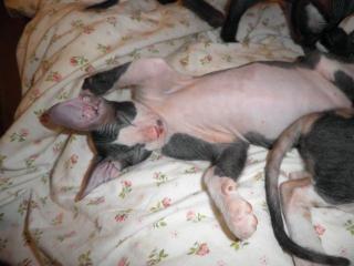DON SPHYNX Kitten wollen nach Hause