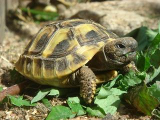Griechische Landschildkröte Testudo hermanni boettgeri