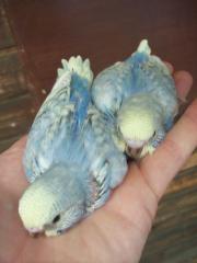 Nestjunge Wellensittiche aus kleiner Hobbyzucht
