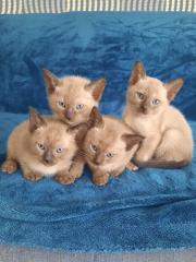 Tonkanese Kitten -650, 00 Euro VB