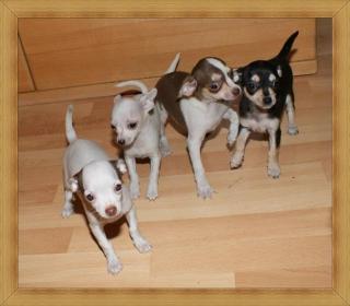 Chihuahua Welpen Mini